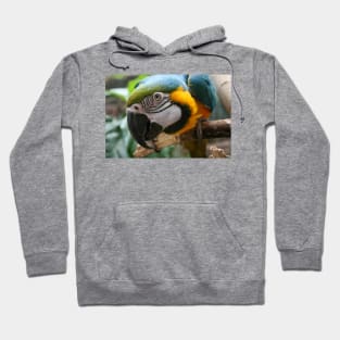 Parrot Hoodie